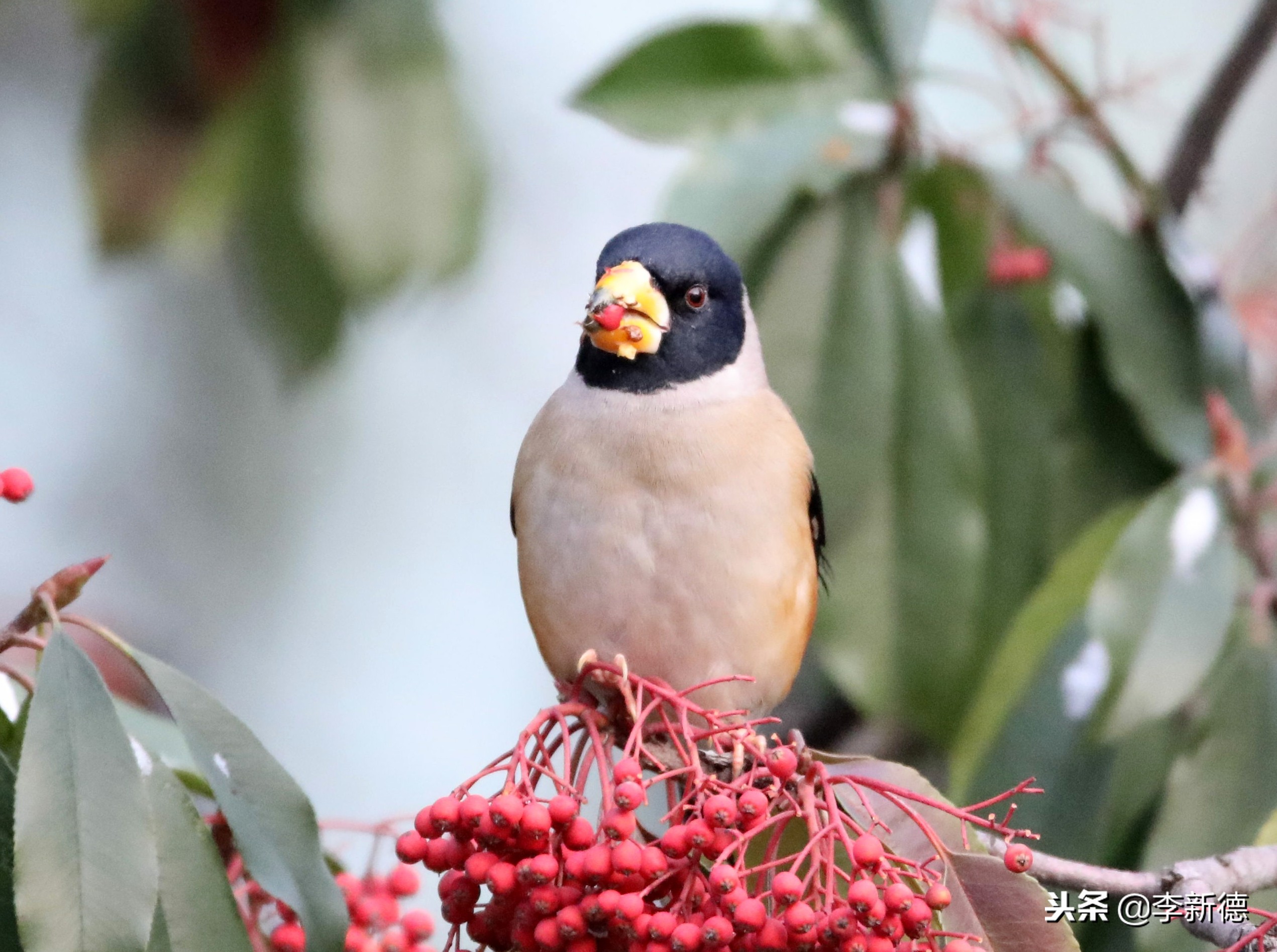 合肥拍到的小鸟,合肥乌鸟