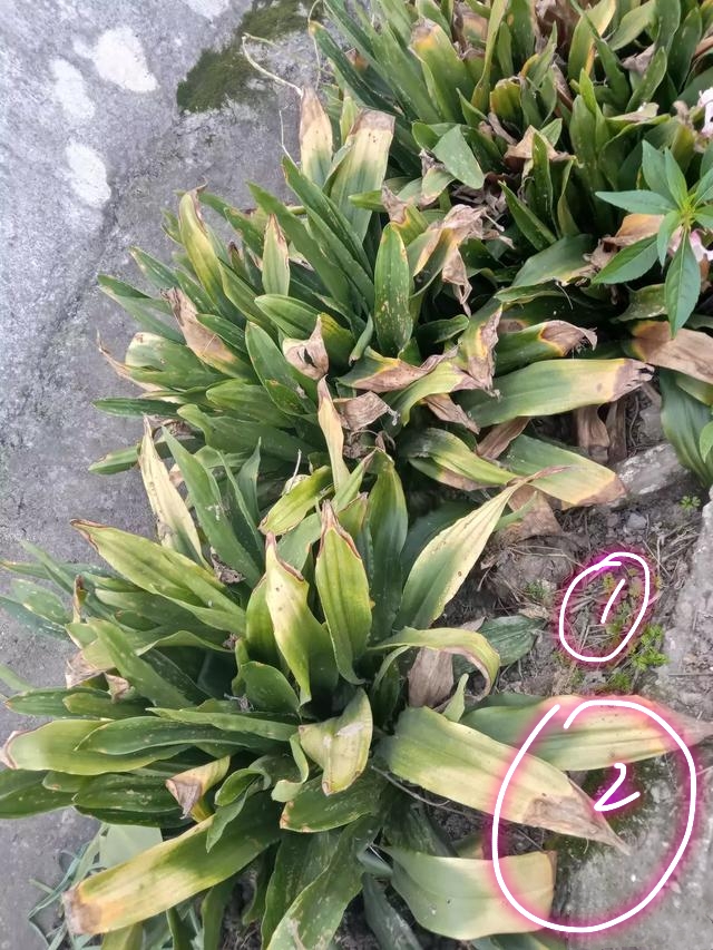 万年青叶子枯黄怎么回事,虎眼万年青叶尖枯黄怎么办