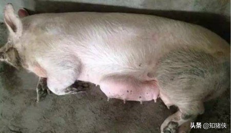 一个小妙招搞定母猪乳房炎，胜过多种抗生素