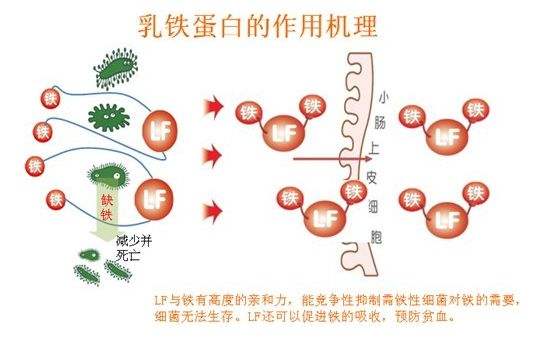 乳铁蛋白提高宝宝免疫力?预防感冒可能性有多大?这些真相要知道