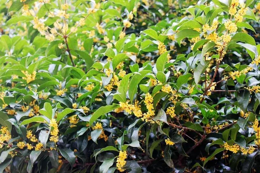 花山谜窟星期三免门票怎么预约,抓紧时间来赏秋