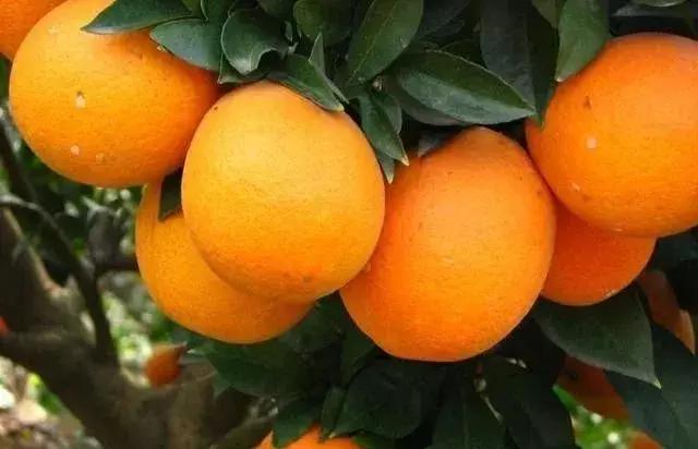 氯吡脲坐果率和什么有关系,膨果用氯吡脲