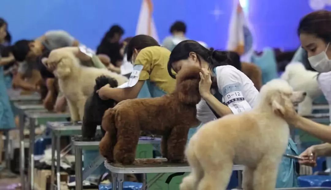 宠物医院一年能赚多少钱呢,看一次病花完一生积蓄