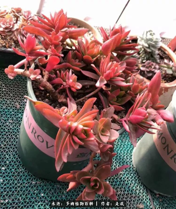 偶遇多肉的感言,偶遇山中多肉