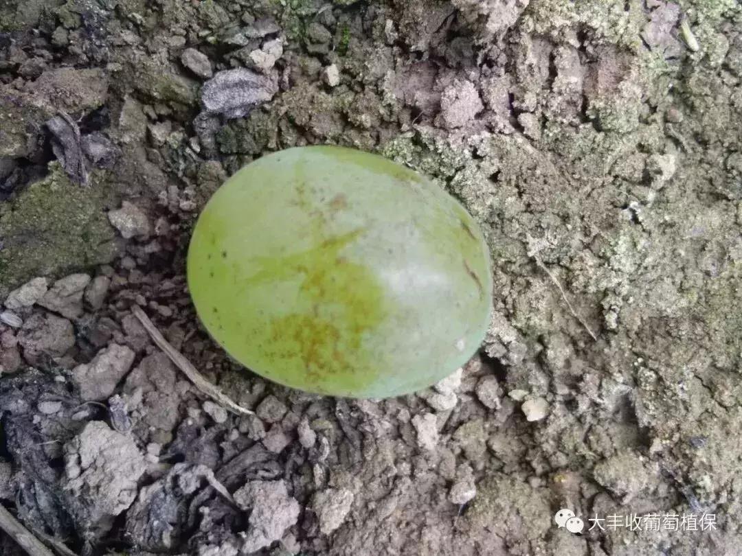 葡萄长锈斑图片,葡萄上有锈斑是什么品种