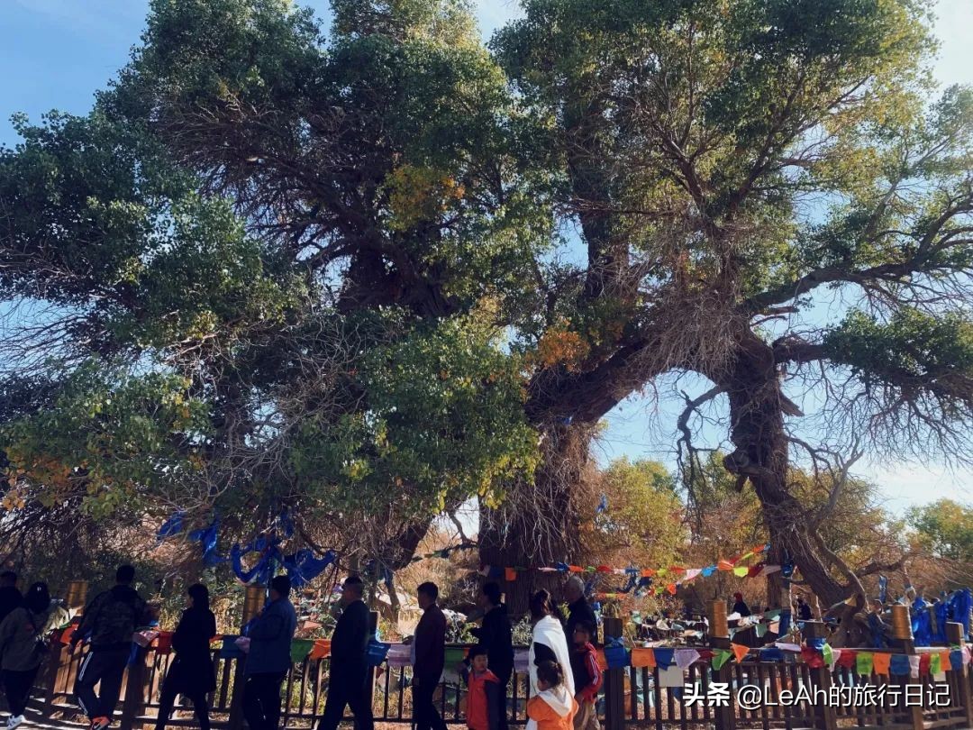 额济纳胡杨林中国最美秋色,中国最美秋色额济纳胡杨林