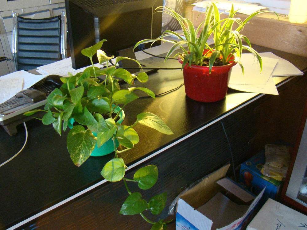 在家里养什么最方便最好,室内种植或者养殖什么合适