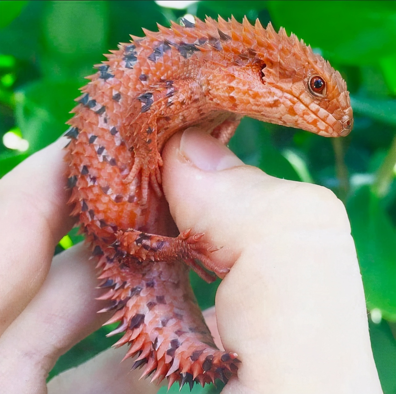 印度为什么贫富差异那么大,印度的贫富差距是多少