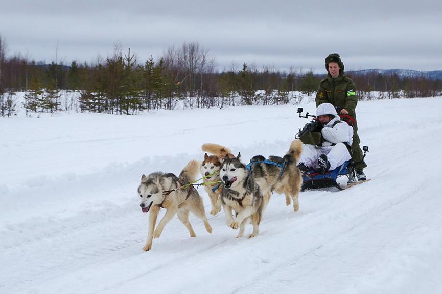 这才是哈士奇的正确打开方式：俄军北极摩步旅组建哈士奇雪橇犬队