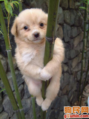 这几种高颜值狗狗你认识哪些,盘点最靠谱的狗狗看看你知道几种