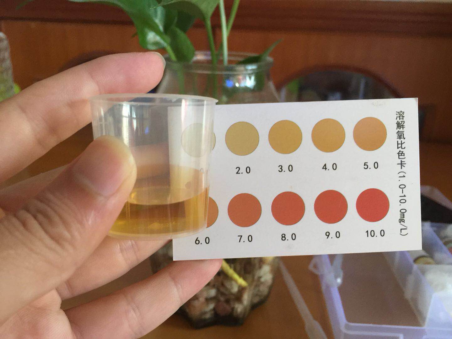 泰国斗鱼和绿萝一起养会死吗,怎么养水培绿萝才好看