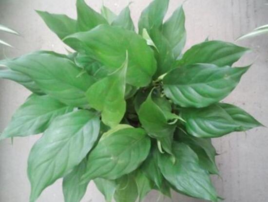 万年青长高了怎么修剪的视频,万年青的修剪方法详细图