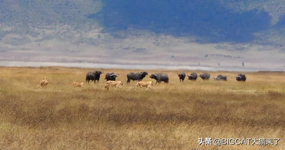 精子异常，雄狮不得不和母亲女儿交配，这个狮群深陷*亲近**繁殖困境