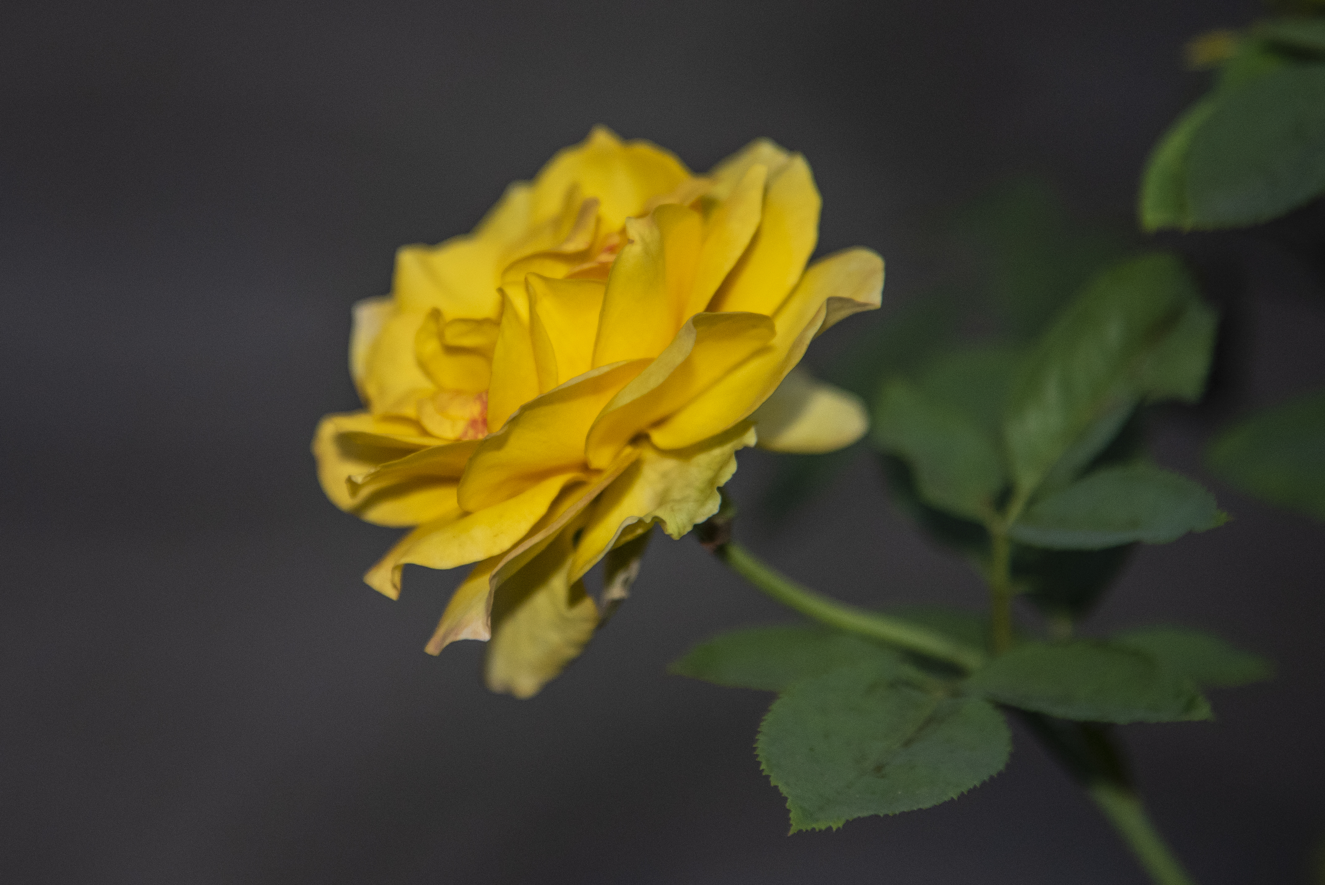 内置闪光灯和外置闪光灯拍摄效果,摄影中的闪光灯怎么玩