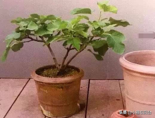 盆栽无花果怎么养护,盆栽无花果怎么养护最好