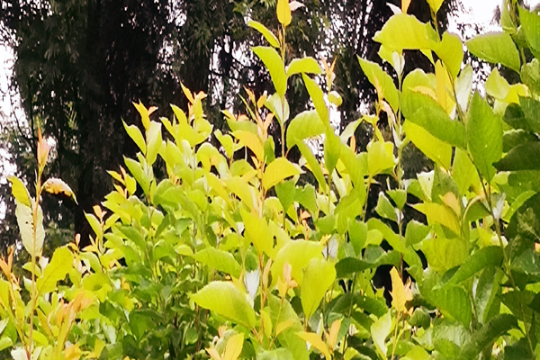 樱桃树缺铁怎么补救最好,樱桃树缺磷有什么症状