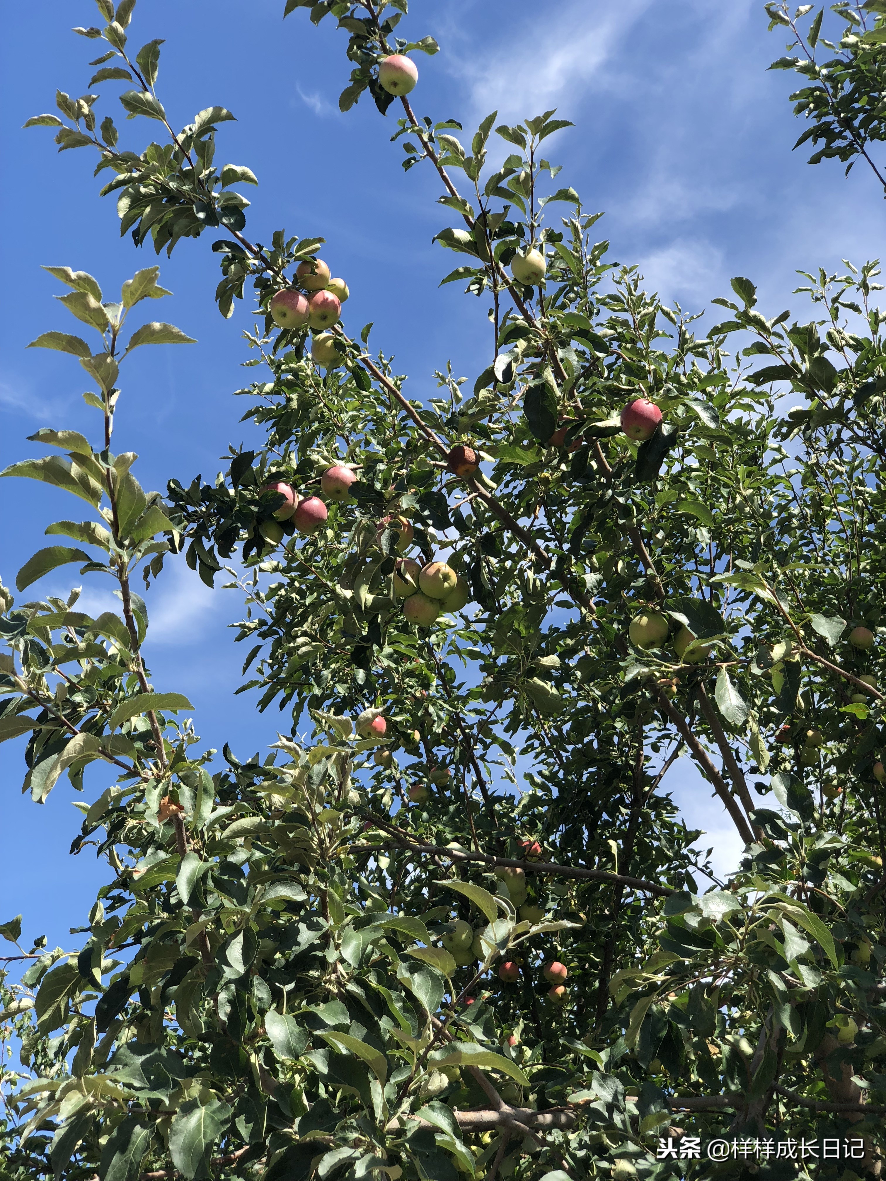 一家三口新疆伊犁旅游,自驾游霍尔果斯路线攻略