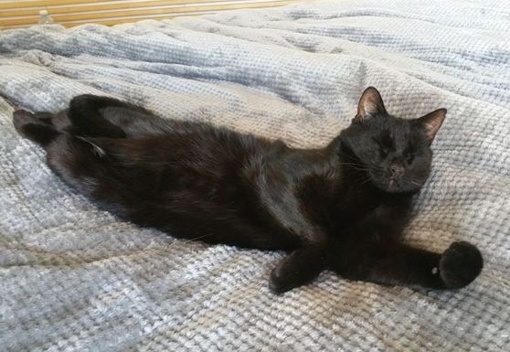 猫突然就不吃不喝死了,猫咪不吃不喝一直睡觉最后死了