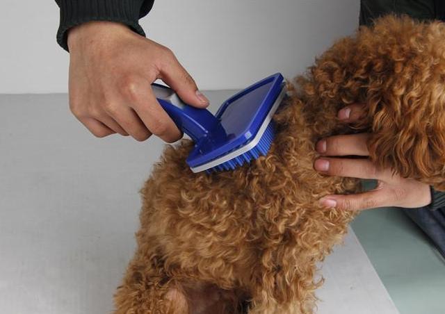 新手饲养泰迪犬的四大注意事项,新手养泰迪犬需要注意些什么