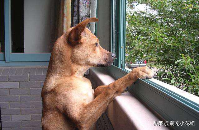 狗狗被遗弃站在车站门口不敢睡觉,流浪狗被遗弃在危险工地上