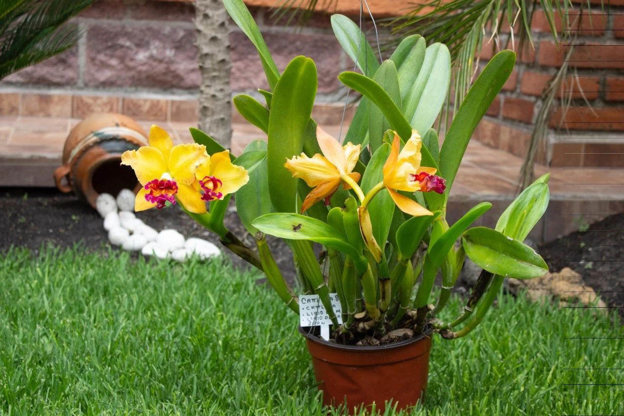 什么品种的卡特兰值得养,洋兰之王