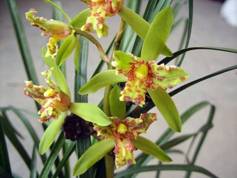 蕙兰怎么挽救最好,大花蕙兰买回第二年怎么养开花