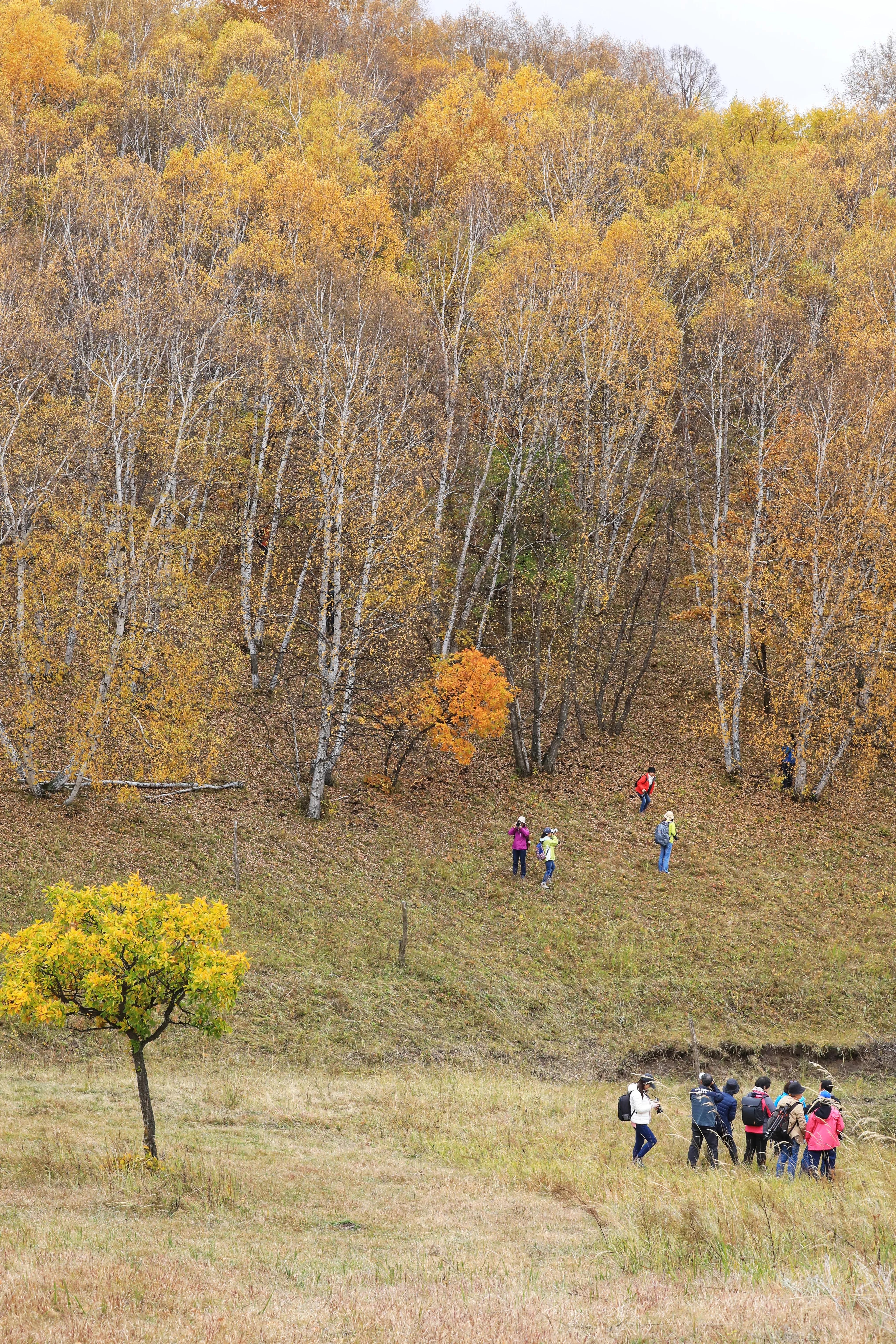 坝上秋色草原,坝上草原游记作文