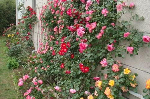 封闭阳台爬藤月季如何牵引,爬藤月季怎么牵引花墙才能开爆花