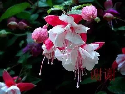 惊艳倒挂金钟,惊艳倒挂金钟图片