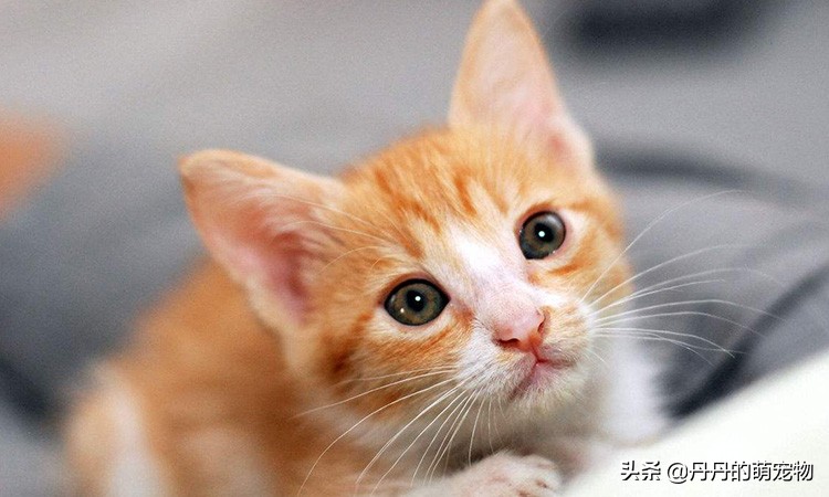 家有小馋猫全集,家有小馋猫怎么办