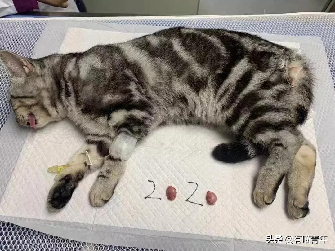 养猫应该如何起名,猫的名字越贱越好养活