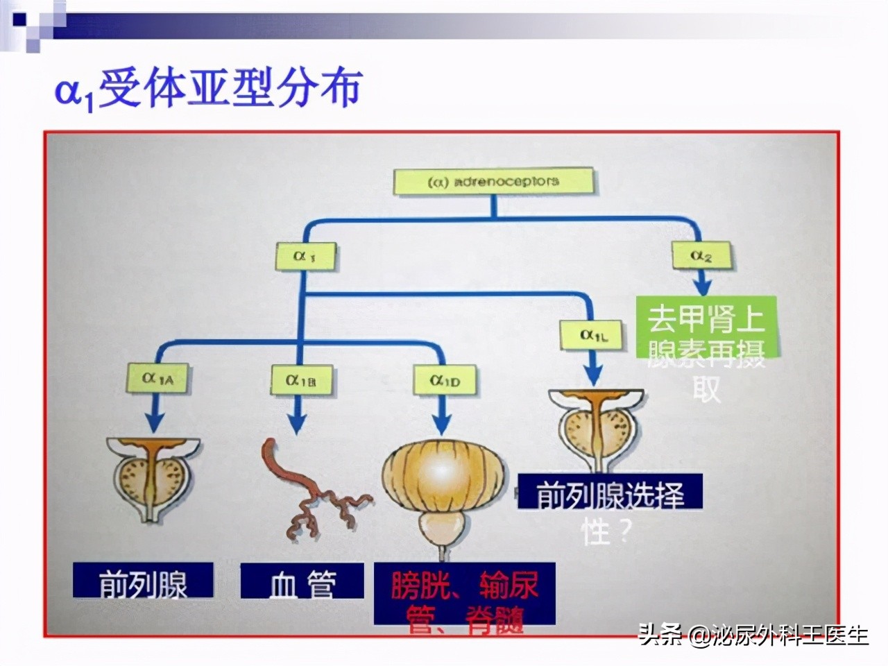 老年人怎样预防前列腺增生,预防前列腺增生最佳锻炼操
