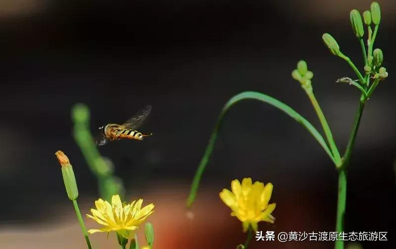 中秋佳节，陪伴家人到宁夏黄沙古渡景区开启畅玩之旅