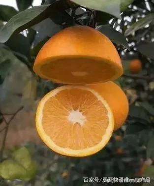 湖南麻阳长寿果冰糖橙又甜又香,麻阳冰糖橙特大果