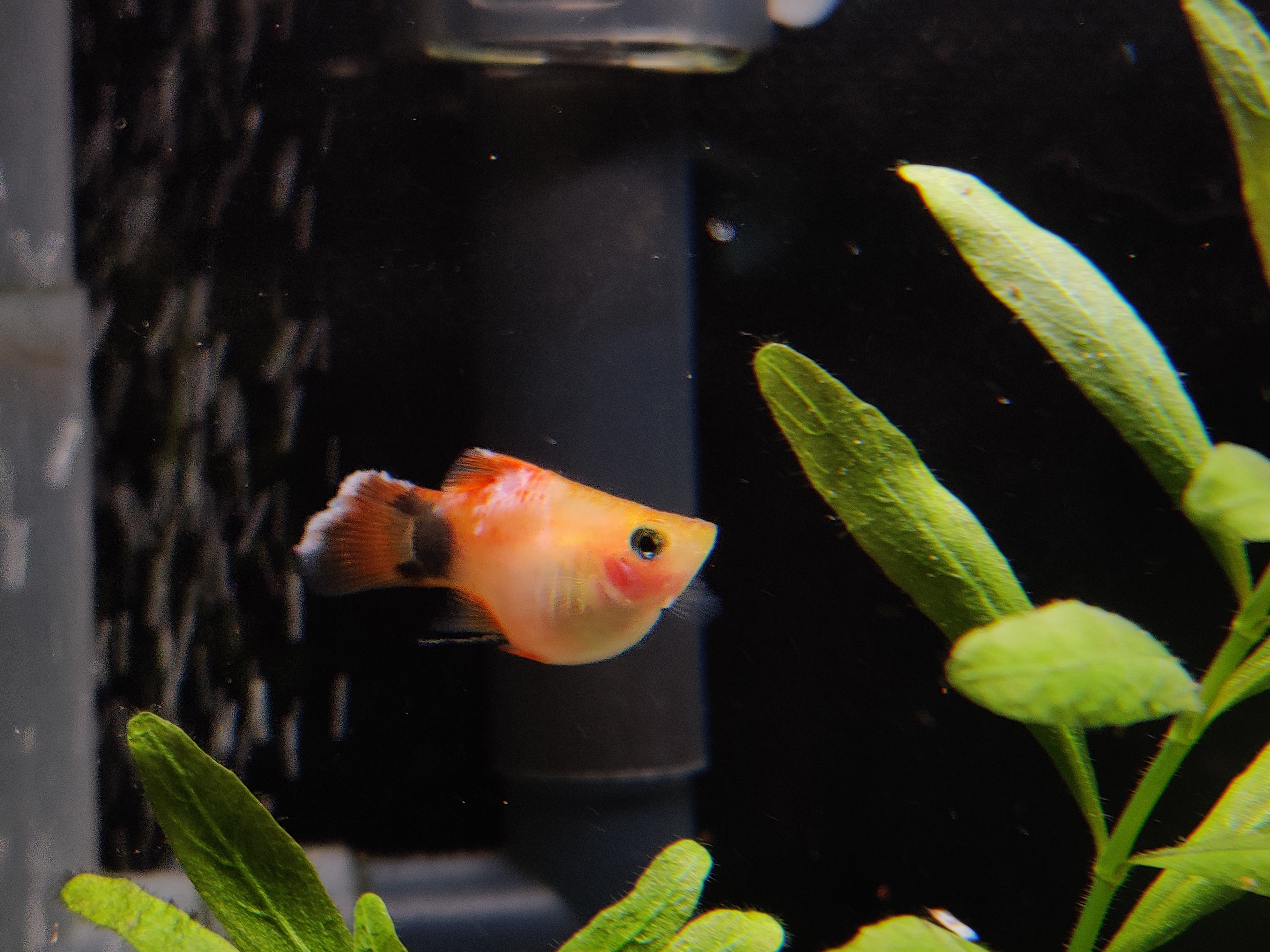 观赏鱼常见鱼病图片与防治,观赏鱼疾病分为哪几类怎么治疗