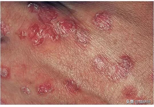 专业宠医答疑:新猫进家前必做的6项体检,万万不可少!