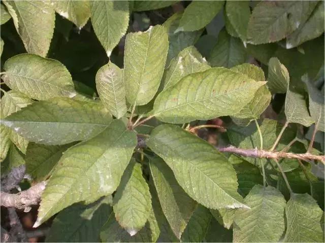 樱桃常见病虫害有哪些,樱桃常见病虫害有哪些症状