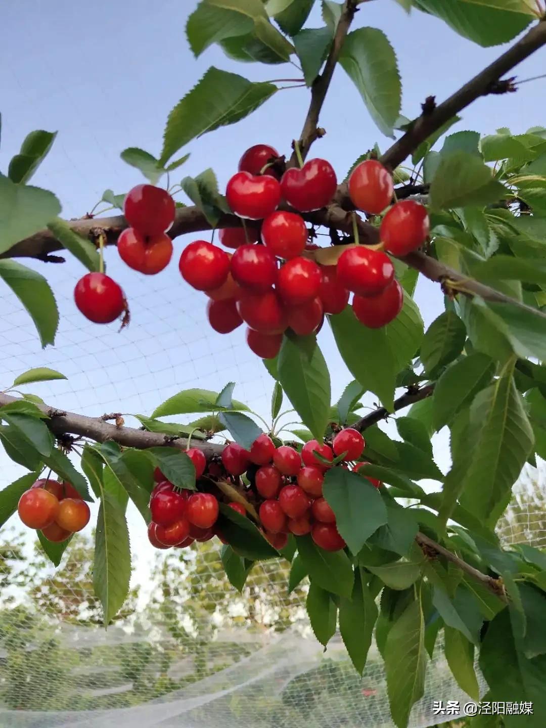 吃樱桃的注意事项图文,吃樱桃的注意事项