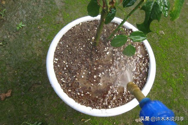 月季芽点都枯了月季还能活吗,月季枯萎了还能救活吗
