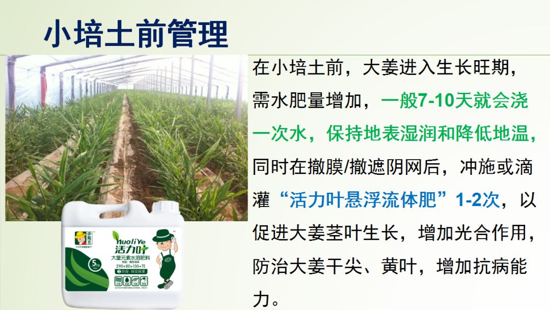 种姜怎么种产量更高,春耕进行时农村种姜