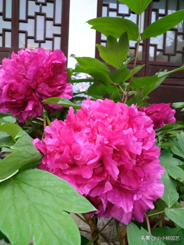 牡丹花虫害防治技术措施有哪些,牡丹花病虫害