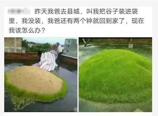 老爸叫我把谷子装进袋里，结果我玩游戏忘了！现在该怎么办？