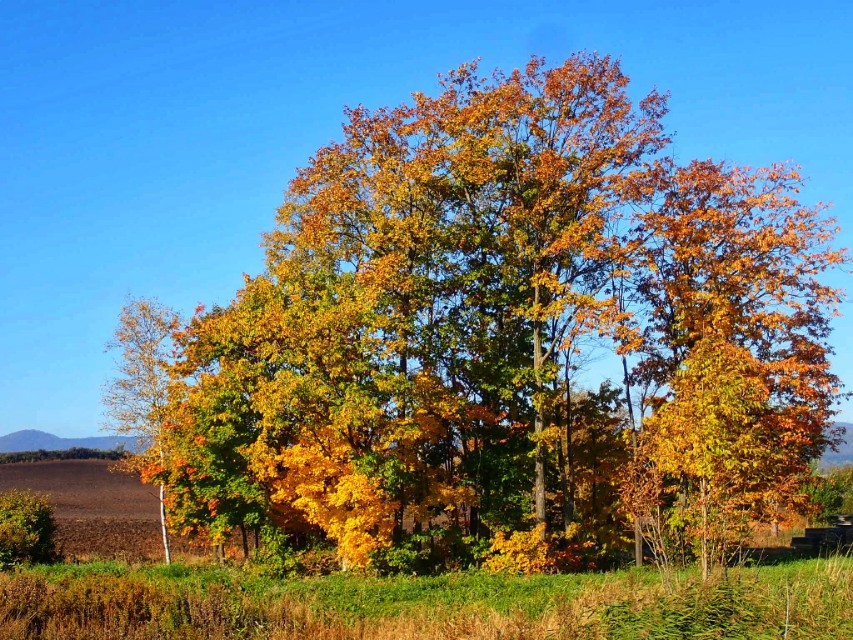 北海道登别到美瑛町需多久,日本北海道美瑛川的雪景