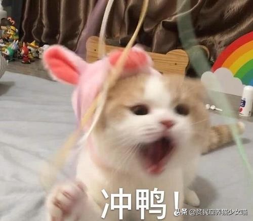 猫咪绝育后还是会嚎叫,猫咪绝育后还会嚎叫吗