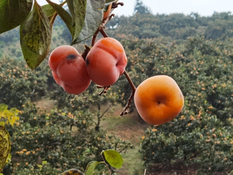 秋天的回忆完整版,秋天的回忆歌曲