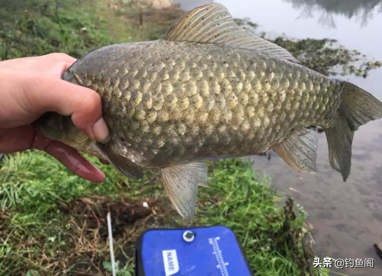 河里有很多大鲫鱼却非常不好钓,野河里的鲤鱼钓不到