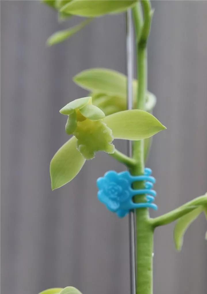 秦岭早年下山的一颗蕙兰荷素，后来成为传世名品