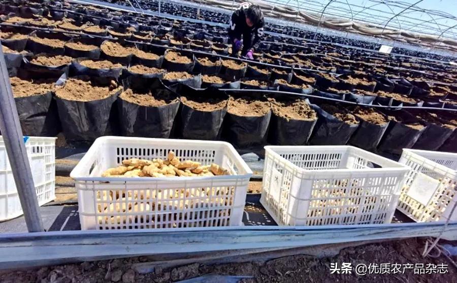 大姜种植技术大全和利润,无公害姜种植技术