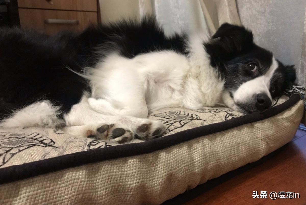 家里的狗狗掉毛,边牧狗掉毛家里怎么打理