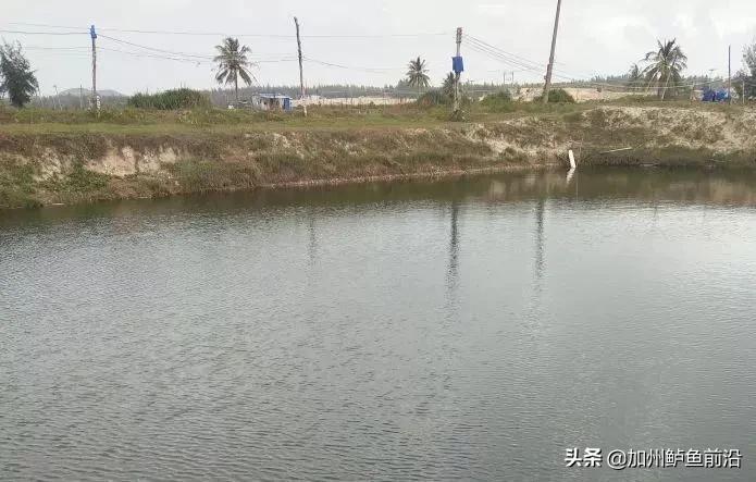 蓝瓜子石斑鱼正常有什么病害,海水养殖石斑鱼常见病害